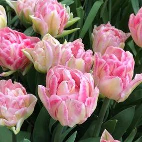 Foxtrot Tulip (Tulipa Foxtrot) Img 2